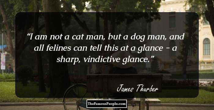 I am not a cat man, but a dog man, and all felines can tell this at a glance - a sharp, vindictive glance.