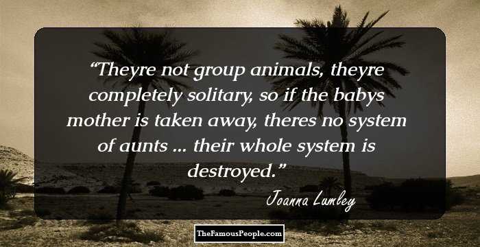 Theyre not group animals, theyre completely solitary, so if the babys mother is taken away, theres no system of aunts ... their whole system is destroyed.