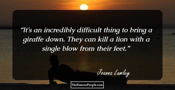 It's an incredibly difficult thing to bring a giraffe down. They can kill a lion with a single blow from their feet.