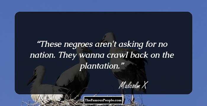 These negroes aren't asking for no nation. They wanna crawl back on the plantation.